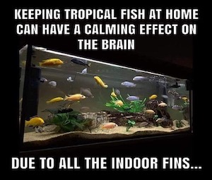 Indoor Fins Dad Joke