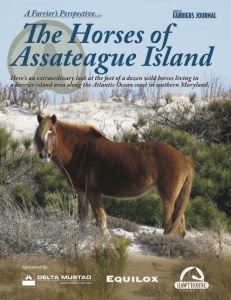 The Horses of Assateague IslandAFJ Special ReportDesign by Lewis Horn
Photo from Assateague Island
 National Seashore
